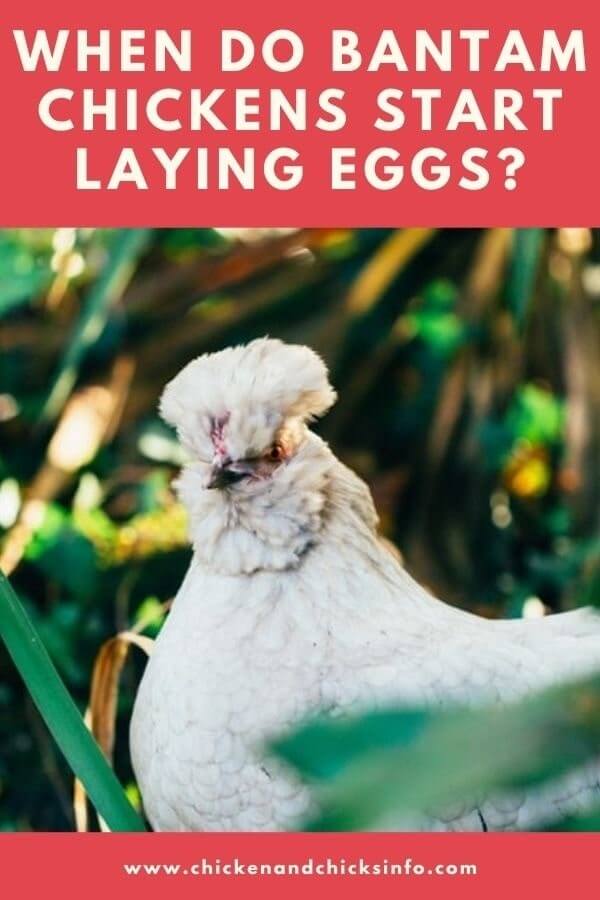 When Do Bantam Chickens Start Laying Eggs? Chicken & Chicks Info