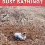 When Do Chickens Start Dust Bathing