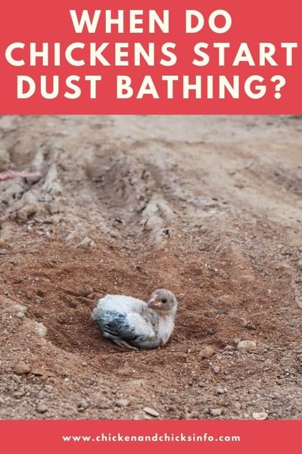 When Do Chickens Start Dust Bathing? (Explained!) Chicken & Chicks Info
