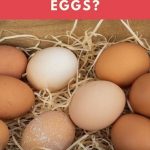 Why Do Chickens Lay Double Yolk Eggs