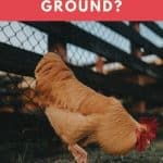Why Do Chickens Scratch the Ground