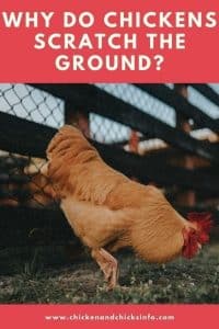 Do Chickens Vomit? (Reasons Hens Throw Up!) - Chicken & Chicks Info