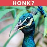 Why Do Peacocks Honk
