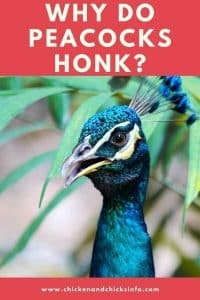 honk peacocks decoded