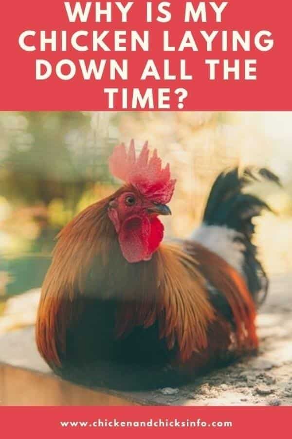 Why Is My Chicken Laying Down All the Time? (Explained) Chicken