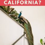 Are Peacocks Protected in California