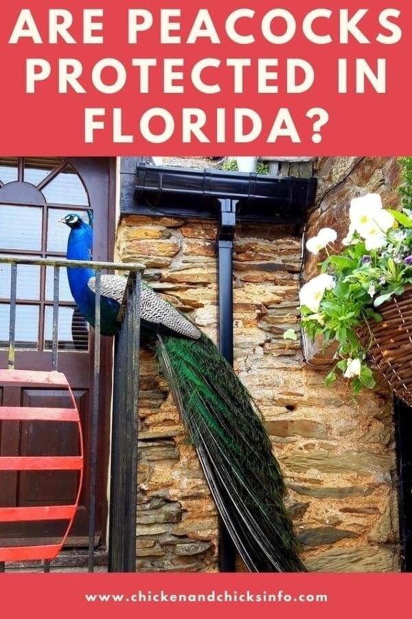 Are Peacocks Protected in Florida