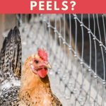 Can Chickens Eat Banana Peels