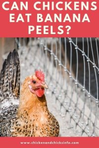 Can Chickens Eat Banana Peels