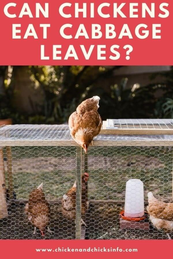 Can Chickens Eat Cabbage Leaves Other Healthy Foods Chicken Chicks Info