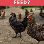 Can Chickens Eat Sweet Feed