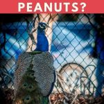 Can Peacocks Eat Peanuts