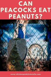 Can Peacocks Eat Peanuts