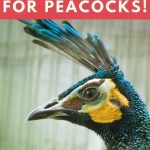 Funny Names for Peacocks