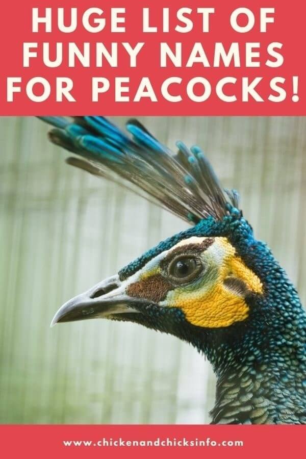 Funny Names for Peacocks