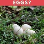 How Big Are Peacock Eggs