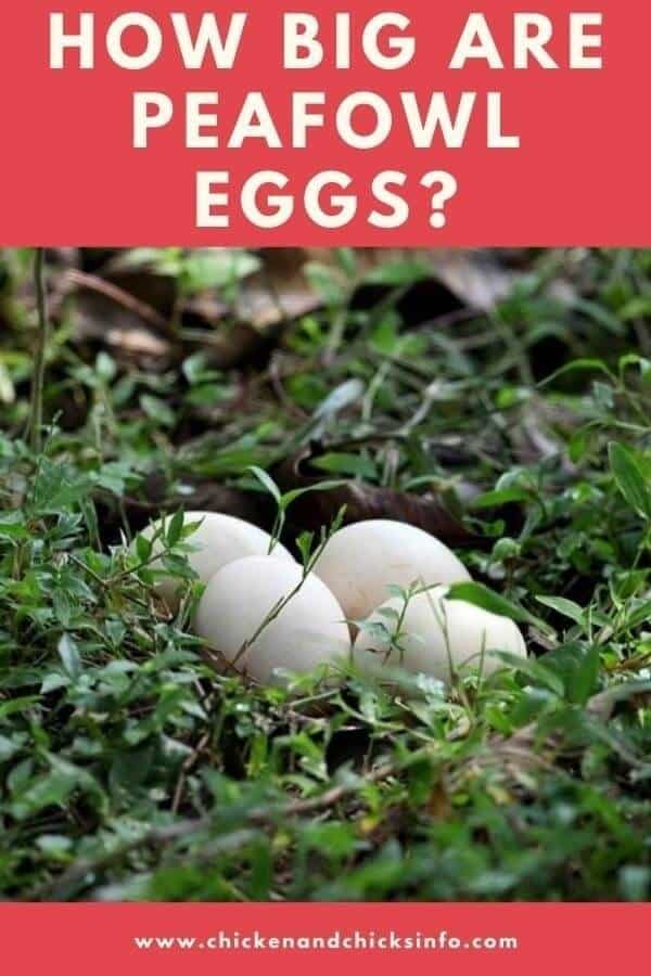 How Big Are Peacock Eggs Video Included Chicken Chicks Info