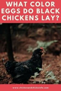 What Color Eggs Do Black Chickens Lay? (Not Black Eggs!) - Chicken