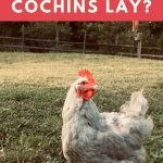 What Color Eggs Do Cochins Lay
