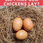 What Color Eggs Do Sapphire Gem Chickens Lay