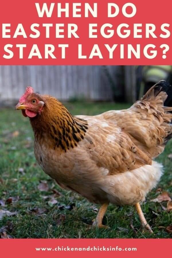 When Do Easter Eggers Start Laying? (Numbers/Life Expectancy) - Chicken & Chicks Info