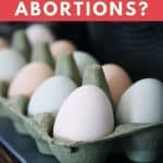 Are Eggs Chicken Abortions