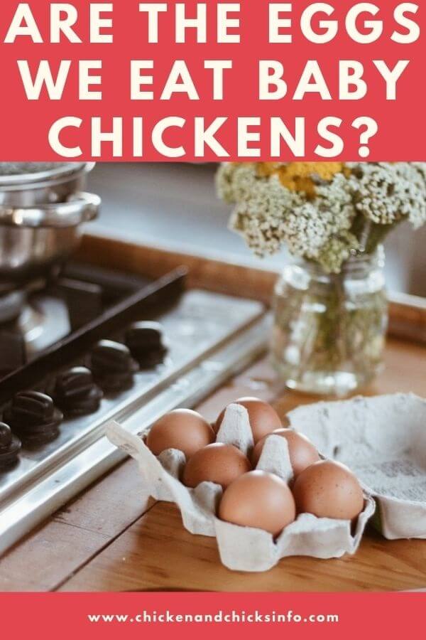 Are the Eggs We Eat Baby Chickens