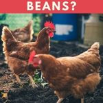 Can Chickens Eat Black Beans