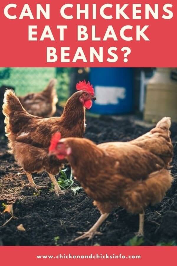 Can Chickens Eat Black Beans