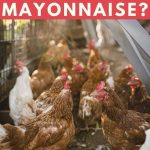 Can Chickens Eat Mayonnaise