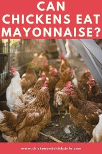 Can Chickens Eat Mayonnaise