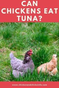 Can Chickens Eat Tuna