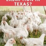 Do Chickens Qualify for AG Exemption in Texas