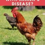 How Long Do Chickens Live With Mareks Disease