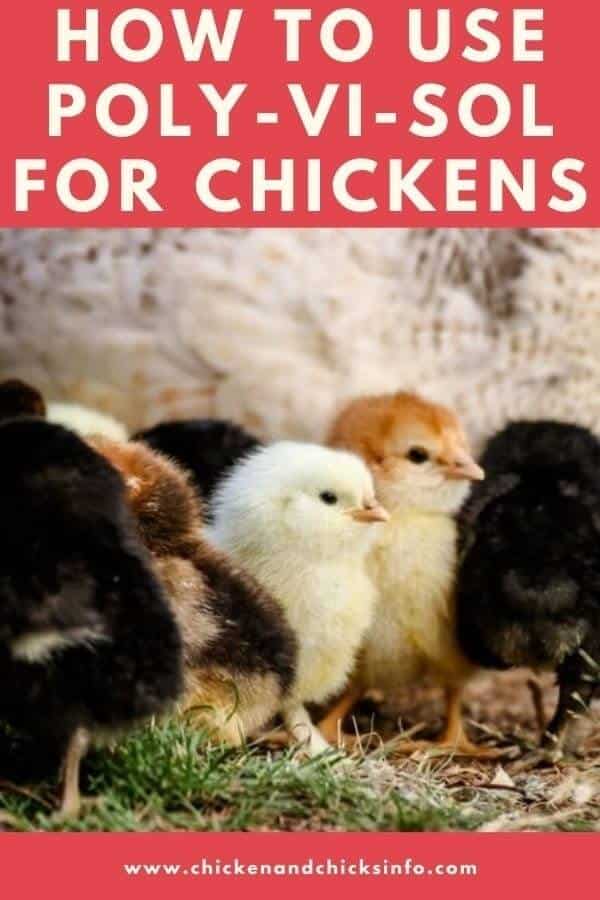Poly-Vi-Sol for Chickens