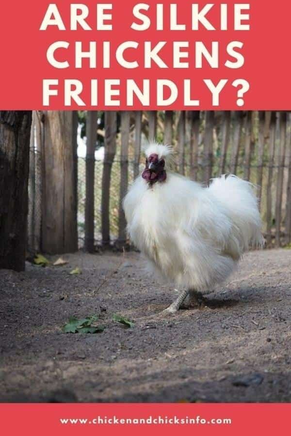 Are Silkie Chickens Friendly? (Personality Explained) Chicken
