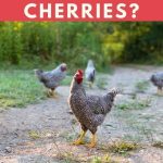 Can Chickens Eat Cherries