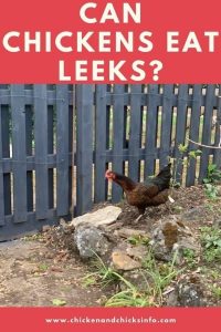 Can Chickens Eat Leeks