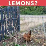 Can Chickens Eat Lemons