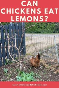 Can Chickens Eat Lemons