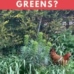 Can Chickens Eat Mustard Greens