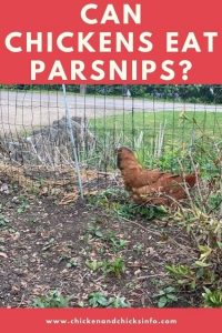 Can Chickens Eat Parsnips