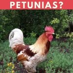 Can Chickens Eat Petunias