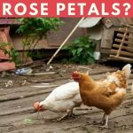 Can Chickens Eat Rose Petals