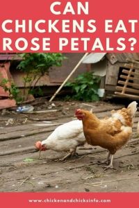 Can Chickens Eat Rose Petals