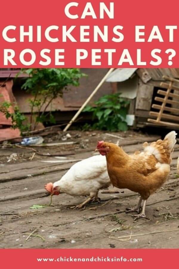Can Chickens Eat Roses 