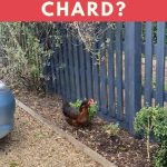 Can Chickens Eat Swiss Chard
