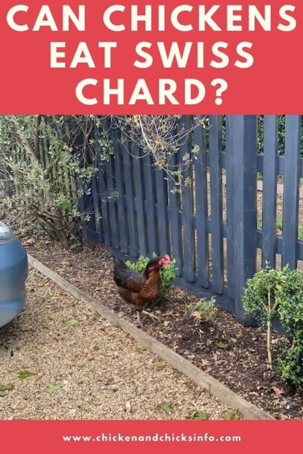 Can Chickens Eat Swiss Chard? (Benefits of Leafy Greens) Chicken