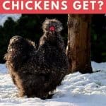 How Big Do Silkie Chickens Get