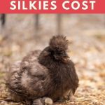 How Much Do Silkie Chickens Cost